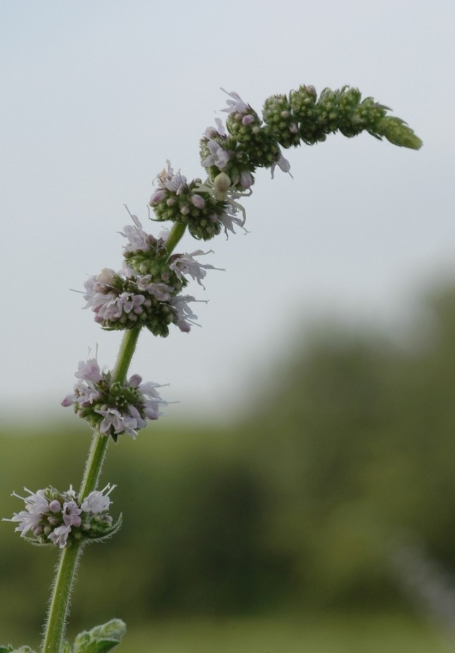  mentuccia? - Mentha sp.